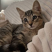 Onyx participe au concours pour gagner de l'argent avec cette photo : animal, blanket, cat, cozy, curious, cute, ears, feline, fluffy, fur, home, indoor, kitten, paw, pet, relaxed, resting, tabby, whiskers, young