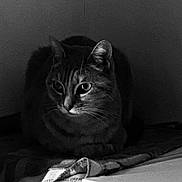 Moustache participe au concours pour gagner de l'argent avec cette photo : cat, animal, pet, feline, black_and_white, indoor, quiet, sitting, blanket, fur, whiskers, ears, eyes, shadow, texture, resting, still_life, calm, domestic, portrait