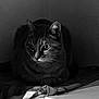 cat, animal, pet, feline, black_and_white, indoor, quiet, sitting, blanket, fur, whiskers, ears, eyes, shadow, texture, resting, still_life, calm, domestic, portrait