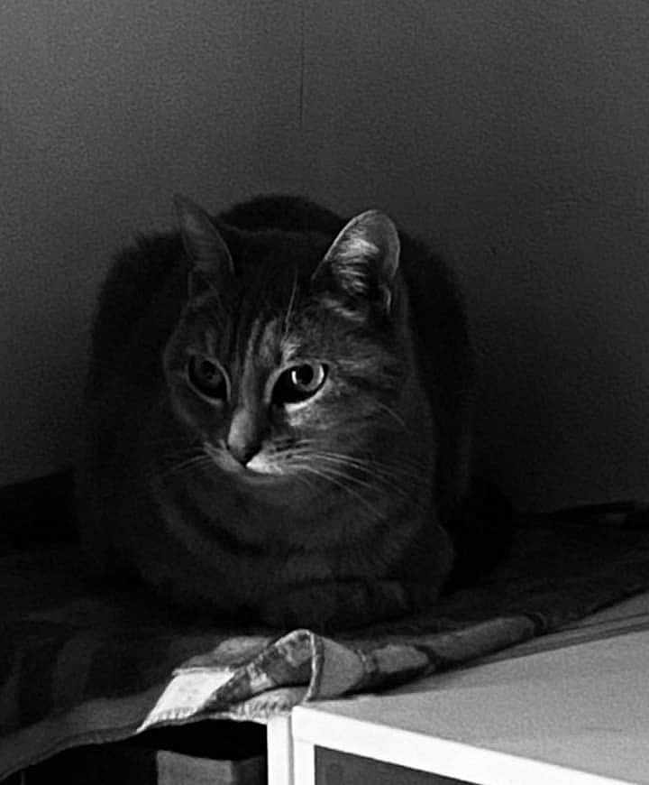 Moustache participe au concours pour gagner de l'argent avec cette photo : cat, animal, pet, feline, black_and_white, indoor, quiet, sitting, blanket, fur, whiskers, ears, eyes, shadow, texture, resting, still_life, calm, domestic, portrait