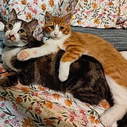 Papa'S is registered to the contest to win money with this photo: cat, tabby_cat, orange_cat, pets, cute, cuddle, bedspread, floral_pattern, indoor, feline, paw, fur, whiskers, ears, eyes, resting, cozy, companion, domestic_animal, animal