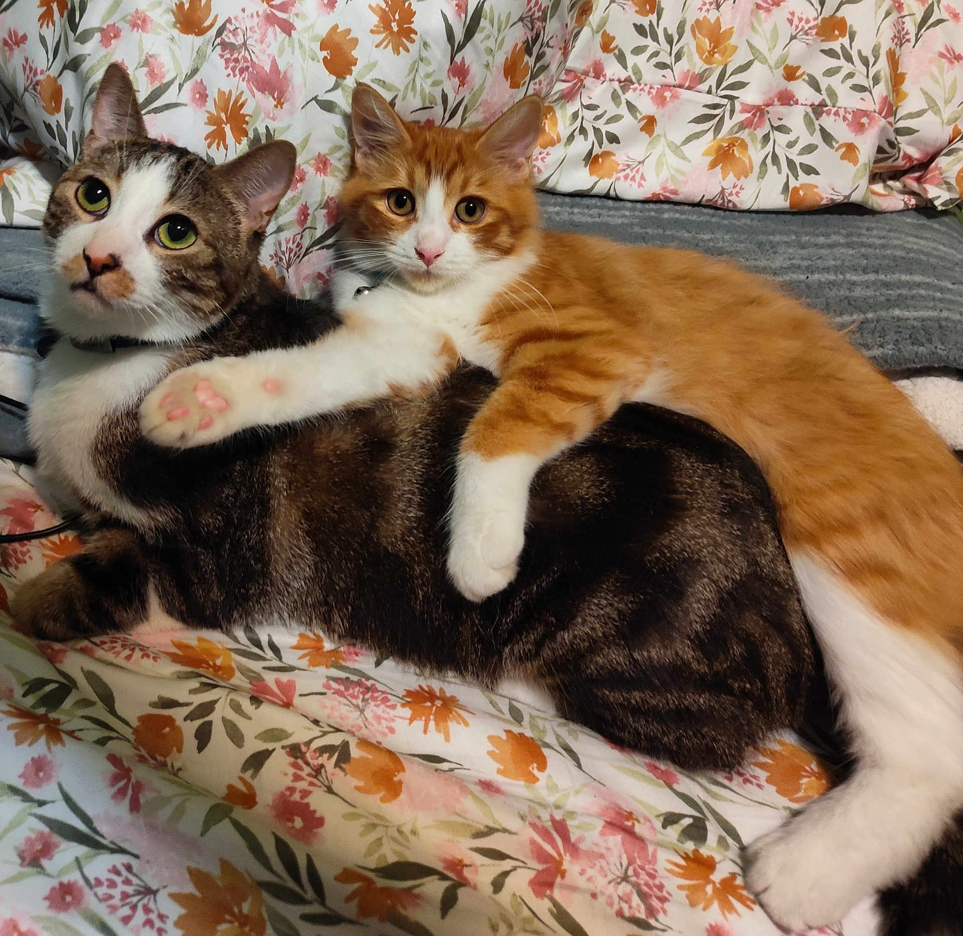Papa'S is registered to the contest to win money with this photo: cat, tabby_cat, orange_cat, pets, cute, cuddle, bedspread, floral_pattern, indoor, feline, paw, fur, whiskers, ears, eyes, resting, cozy, companion, domestic_animal, animal