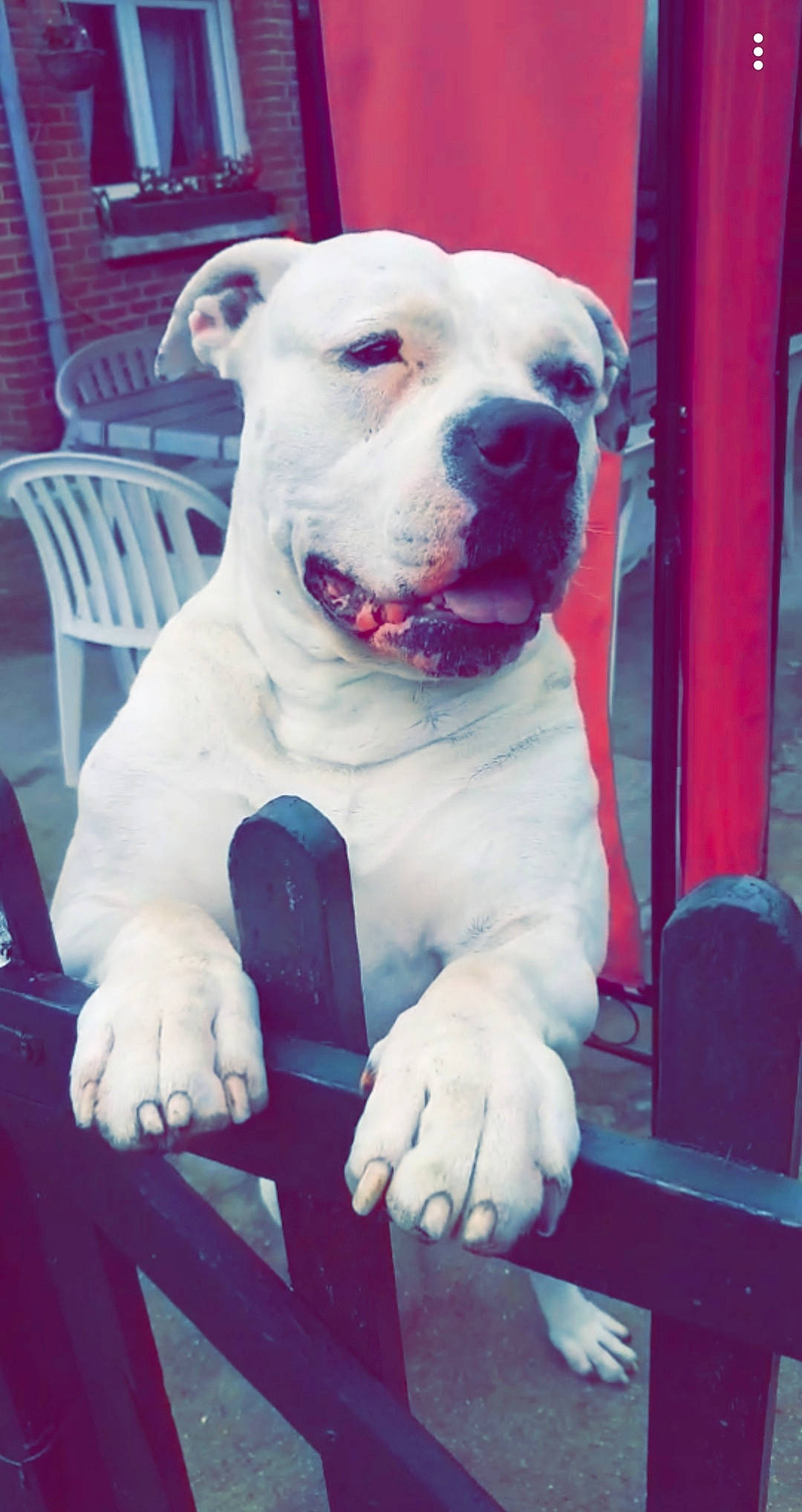 Ino a rejoint le concours — aidez-le/la à gagner de superbes lots ! ancient_dog_breeds, canidae, carnivore, chair, collar, companion_dog, dog, dog_breed, dog_collar, electric_blue, fawn, magenta, metal, non_sporting_group, snout, sporting_group, terrestrial_animal, tire, whiskers, working_animal