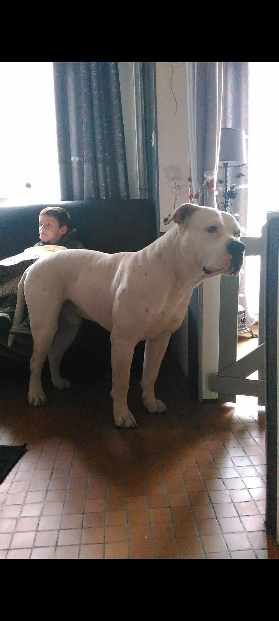 Ino a rejoint le concours — aidez-le/la à gagner de superbes lots ! canidae, carnivore, collar, companion_dog, curtain, dog, dog_breed, dogo_guatemalteco, fawn, floor, flooring, guard_dog, metal, non_sporting_group, snout, sporting_group, tail, terrestrial_animal, working_animal, working_dog