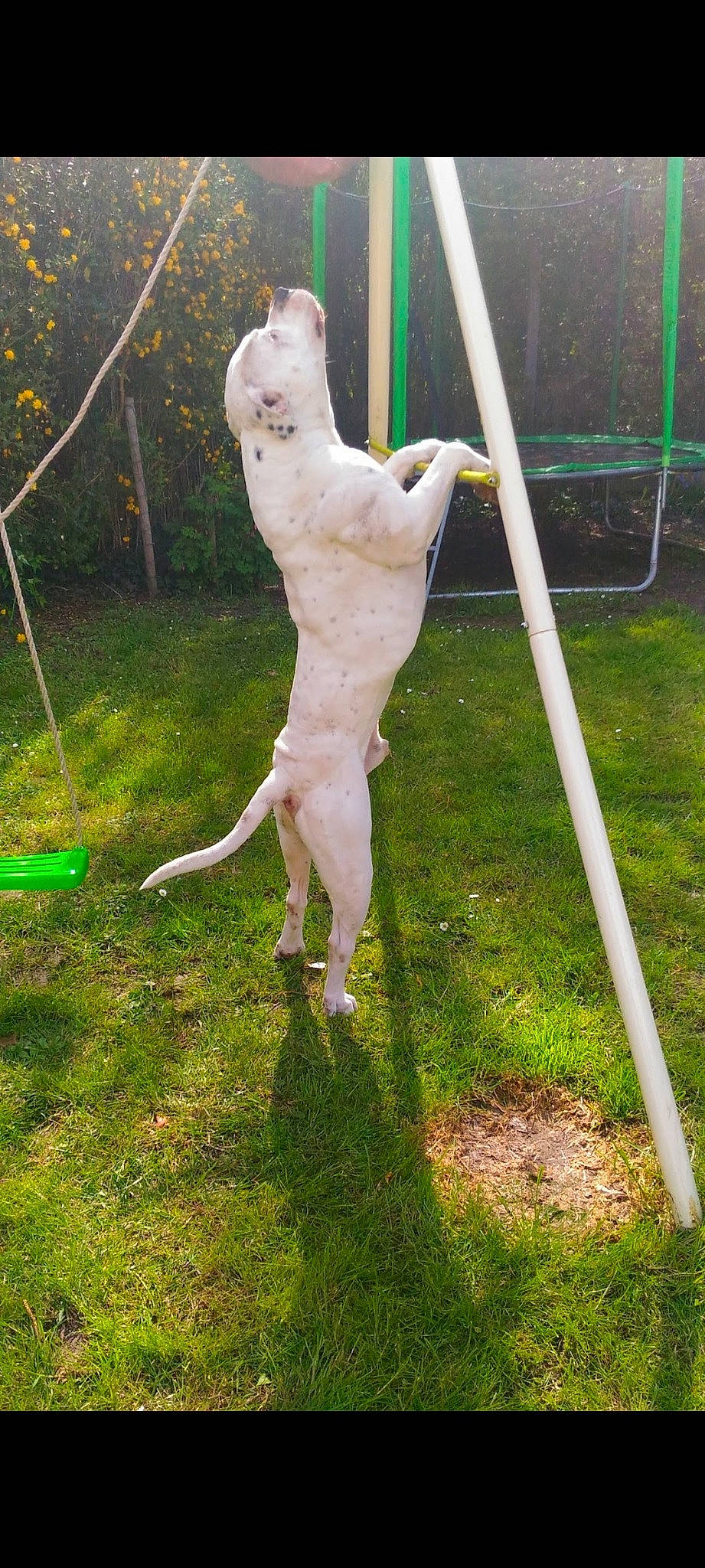 Ino participe au concours pour gagner de l'argent avec cette photo : art, balance, barechested, bone, dog_breed, fawn, flesh, grass, human_leg, lawn_ornament, plant, sculpture, skeleton, sporting_group, tail, terrestrial_animal, trunk, twig, wildlife, yard