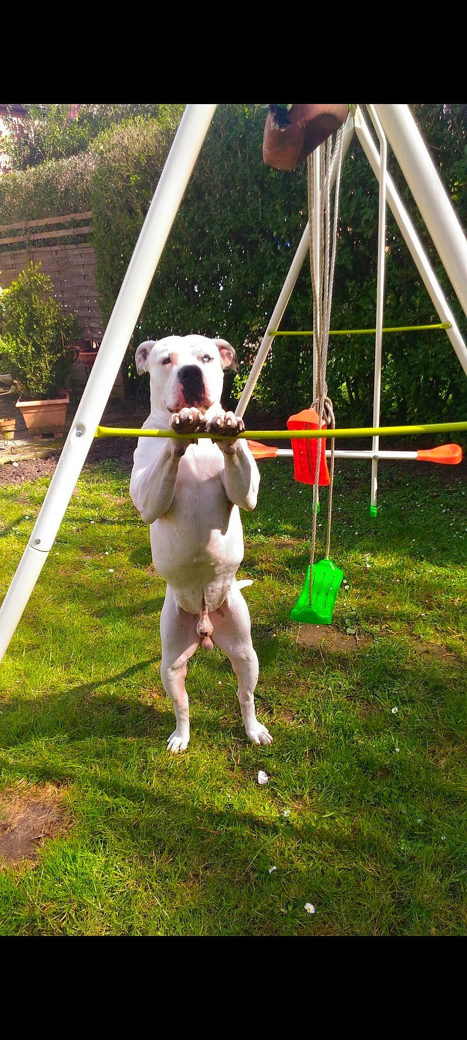 Ino participe au concours pour gagner de l'argent avec cette photo : canidae, carnivore, collar, companion_dog, dog, dog_breed, dog_collar, fawn, fun, grass, houseplant, leash, non_sporting_group, plant, recreation, shorts, sporting_group, swing, t_shirt, toy_dog