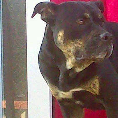 Gipsy