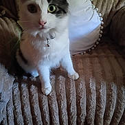 Chloe joined the competition — help win amazing prizes! cat, pet, indoor, couch, pillow, white, brown, fur, animal, curious, collar, bell, whiskers, sitting, closeup, feline, texture, home, domestic, cute