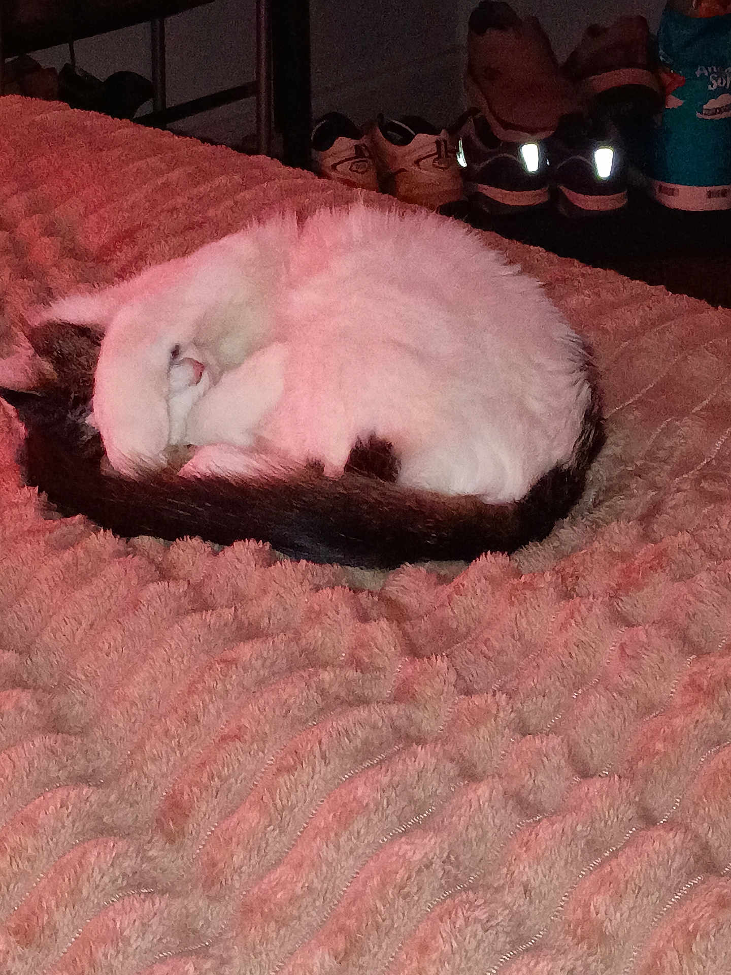 Chloe joined the competition — help win amazing prizes! cat, sleeping, curled_up, white_fur, dark_fur, blanket, textured, indoor, shoes, footwear, floor, cozy, pet, resting, feline, tail, warm_lighting, home, soft, quiet