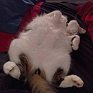 Chloe joined the competition — help win amazing prizes! animal, bed, blanket, brown, cat, cozy, cute, domestic, fluffy, fur, indoor, paws, pet, relaxed, resting, sleeping, soft, tail, whiskers, white