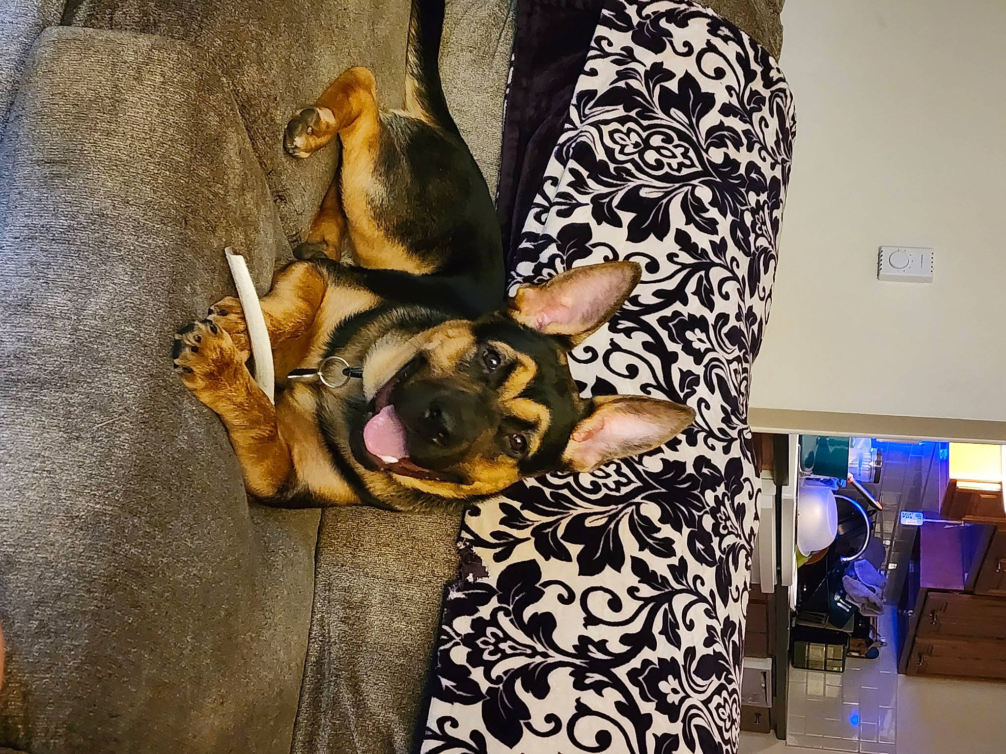 Ozzy joined the competition — help win amazing prizes! bag, canidae, carnivore, comfort, companion_dog, dog, dog_breed, dog_supply, eyewear, fashion_accessory, fawn, fur, linens, luggage_and_bags, pattern, sleeve, sunglasses, textile, toy_dog, whiskers