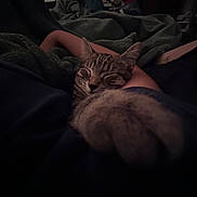Jiji joined the competition — help win amazing prizes! cat, tabby_cat, sleeping, cozy, blanket, arm, indoor, dark, comfort, pet, fur, resting, peaceful, human, cuddle, relaxation, closeup, animal, snuggle, warmth