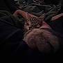 cat, tabby_cat, sleeping, cozy, blanket, arm, indoor, dark, comfort, pet, fur, resting, peaceful, human, cuddle, relaxation, closeup, animal, snuggle, warmth