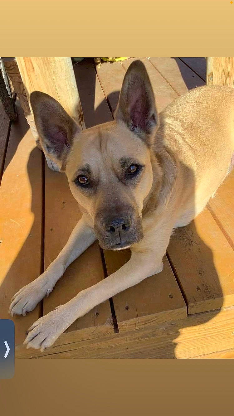 Reed joined the competition — help win amazing prizes! canidae, carnivore, comfort, companion_dog, dog, dog_breed, dog_supply, ear, fawn, non_sporting_group, paw, pet_supply, puppy, snout, sporting_group, terrestrial_animal, toy_dog, whiskers, wood, working_animal