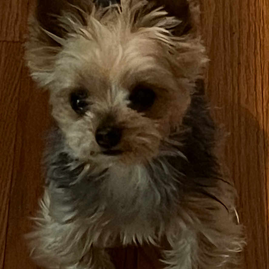 Sadie