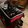 black_cat, cat, pet, indoor, cooler_bag, red_bag, carpet, wooden_table, curious, wide_eyes, pink_collar, tag, feline, animal, looking_up, cozy, domestic_cat, household, surprise, indoor_lighting