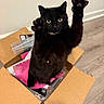 black_cat, cat, cardboard_box, raised_paws, indoor, flooring, packaging, curious, feline, pet, animal, playful, looking_at_camera, box, brown_box, pink_paper, wood_floor, wall, domestic_cat, standing_cat