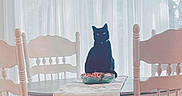 Nebula is registered to the contest to win money with this photo: black_cat, cat, dining_table, wooden_chair, table_runner, pumpkin_pattern, sheer_curtains, window, indoor, daylight, decorative_bowl, autumn, home_interior, furniture, quiet, cozy, pet, still_life, calm, animal