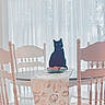 black_cat, cat, dining_table, wooden_chair, table_runner, pumpkin_pattern, sheer_curtains, window, indoor, daylight, decorative_bowl, autumn, home_interior, furniture, quiet, cozy, pet, still_life, calm, animal