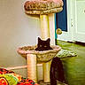 cat, black_cat, cat_tree, indoor, pet, animal, furniture, door, rug, floor, colorful_blanket, toy_ball, cozy, peek, eyes, perch, home, pet_toy, scratching_post, feline