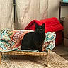 black_cat, cat, pet_bed, blanket, red_pet_house, curtains, living_room, carpet, wooden_floor, furniture, couch, indoor, cozy, pet, animal, domestic_cat, resting, comfortable, home, decor