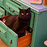black_cat, cat, drawer, furniture, vintage, turquoise, wood, yellow_eyes, pet, indoor, curious, animal, cabinet, open_drawer, home, cozy, resting, portrait, feline, domestic_animal