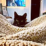 cat, black_cat, blanket, cozy, indoor, living_room, television, furniture, curious, pet, animal, texture, soft, home, relaxation, warm, couch, decor, domestic, comfort