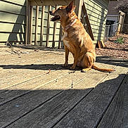 Jade is registered to the contest to win money with this photo: dog, outdoor, wooden_deck, sunlight, shadow, house, fence, tree, collar, pet, daylight, side_view, sitting, brown_dog, quiet, backyard, nature, wood, calm, residential