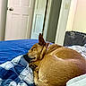 Jade joined the competition — help win amazing prizes! dog, sleeping, bed, blanket, indoor, brown, curled_up, pet, resting, cozy, quiet, relaxed, fur, collar, comfort, home, door, furniture, soft, peaceful