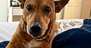 Jade joined the competition — help win amazing prizes! dog, brown_dog, pet, bedroom, blanket, furniture, vanity, door, indoor, closeup, animal, canine, collar, resting, curious, cozy, cute, home, fur, ears