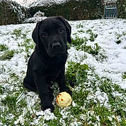Baki a rejoint le concours — aidez-le/la à gagner de superbes lots ! puppy, dog, black_dog, snow, grass, toy_ball, outdoor, garden, winter, pet, animal, cute, young_dog, playful, greenery, nature, fence, tree, cold, curious