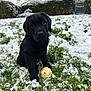puppy, dog, black_dog, snow, grass, toy_ball, outdoor, garden, winter, pet, animal, cute, young_dog, playful, greenery, nature, fence, tree, cold, curious