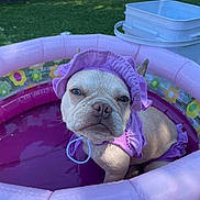 Luna is registered to the contest to win money with this photo: dog, bulldog, french_bulldog, pet, animal, kiddie_pool, swimming_pool, water, purple_outfit, bonnet, ruffles, outdoor, backyard, lawn, sunlight, portrait, closeup, funny, costume, serious_expression