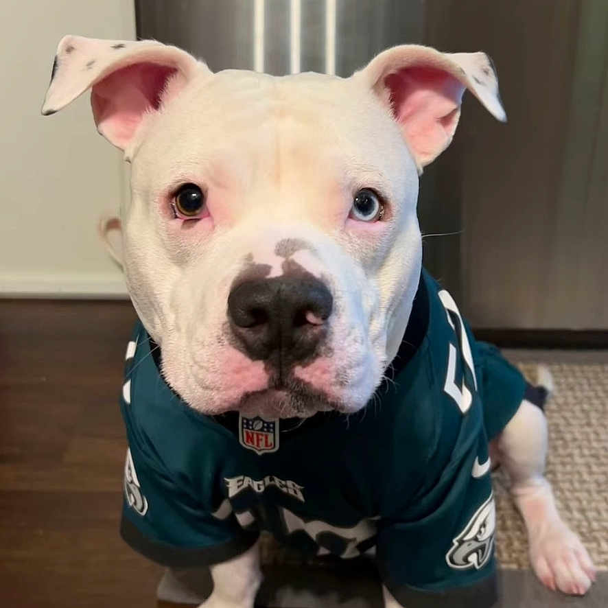 Marley is registered to the contest to win money with this photo: animal, bostonbull, boxer, bulldog, canine, doctor, dog, face, frenchbulldog, head, indoors, interiordesign, kitchen, person, pet, pitbull, policedog, puppy, snout, whitedog