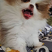 Viky participe au concours pour gagner de l'argent avec cette photo : cat, kitten, fluffy, white_fur, brown_fur, close_up, open_mouth, tongue, teeth, pink_nose, eyes, pet, animal, sitting, bed, blanket, snack, food, playful, portrait