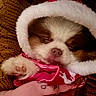 Viky a rejoint le concours — aidez-le/la à gagner de superbes lots ! puppy, dog, sleeping, sleepy, close_up, portrait, white_fur, brown_patches, pink_blanket, paw, nose, indoor, cozy, cuddly, pet, resting, soft_fur, cute, relaxed, animal