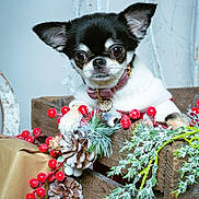 Rita a rejoint le concours — aidez-le/la à gagner de superbes lots ! animal, chihuahua, close_up, collar, cute, decorations, dog, festive, frost, greenery, holiday_decor, indoor, pet, pine_cones, portrait, red_berries, small_dog, white_sweater, winter, wooden_crate