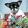animal, chihuahua, close_up, collar, cute, decorations, dog, festive, frost, greenery, holiday_decor, indoor, pet, pine_cones, portrait, red_berries, small_dog, white_sweater, winter, wooden_crate