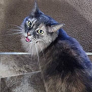 Callie joined the competition — help win amazing prizes! cat, gray_cat, feline, pet, indoor, carpet, tile_floor, whiskers, open_mouth, curious, fur, animal, looking_up, yellow_bag, household, domestic, cute, mammal, alert, portrait