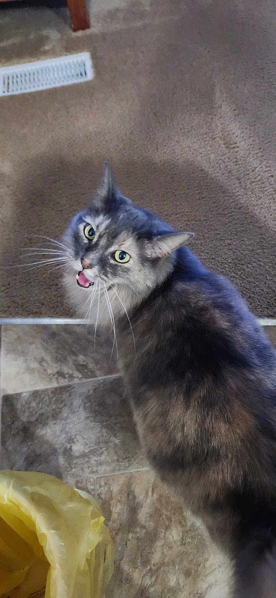 Callie joined the competition — help win amazing prizes! cat, gray_cat, feline, pet, indoor, carpet, tile_floor, whiskers, open_mouth, curious, fur, animal, looking_up, yellow_bag, household, domestic, cute, mammal, alert, portrait