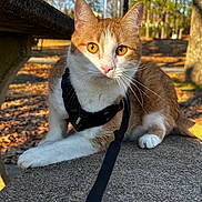 Bam Bam is registered to the contest to win money with this photo: cat, orange_cat, white_cat, pet, harness, leash, outdoor, park, autumn, concrete, animal, feline, closeup, sunlight, nature, tree, leaf_litter, whiskers, alert, resting