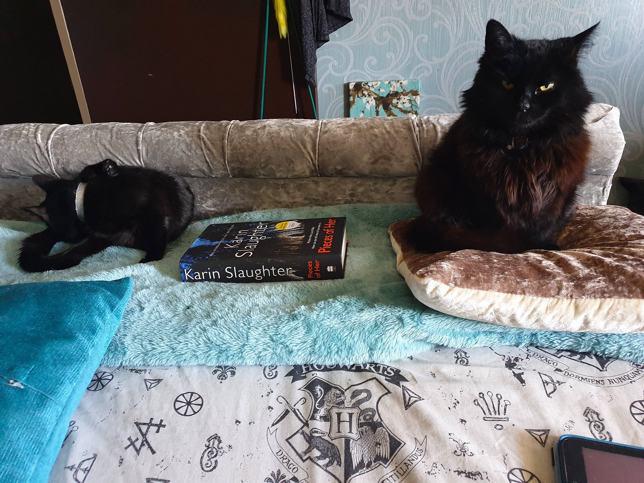 Polly joined the competition — help win amazing prizes! black_cat, carnivore, cat, comfort, couch, domestic_short_haired_cat, felidae, flooring, fur, grey, linens, living_room, luggage_and_bags, room, sitting, small_to_medium_sized_cats, studio_couch, tail, tree, whiskers