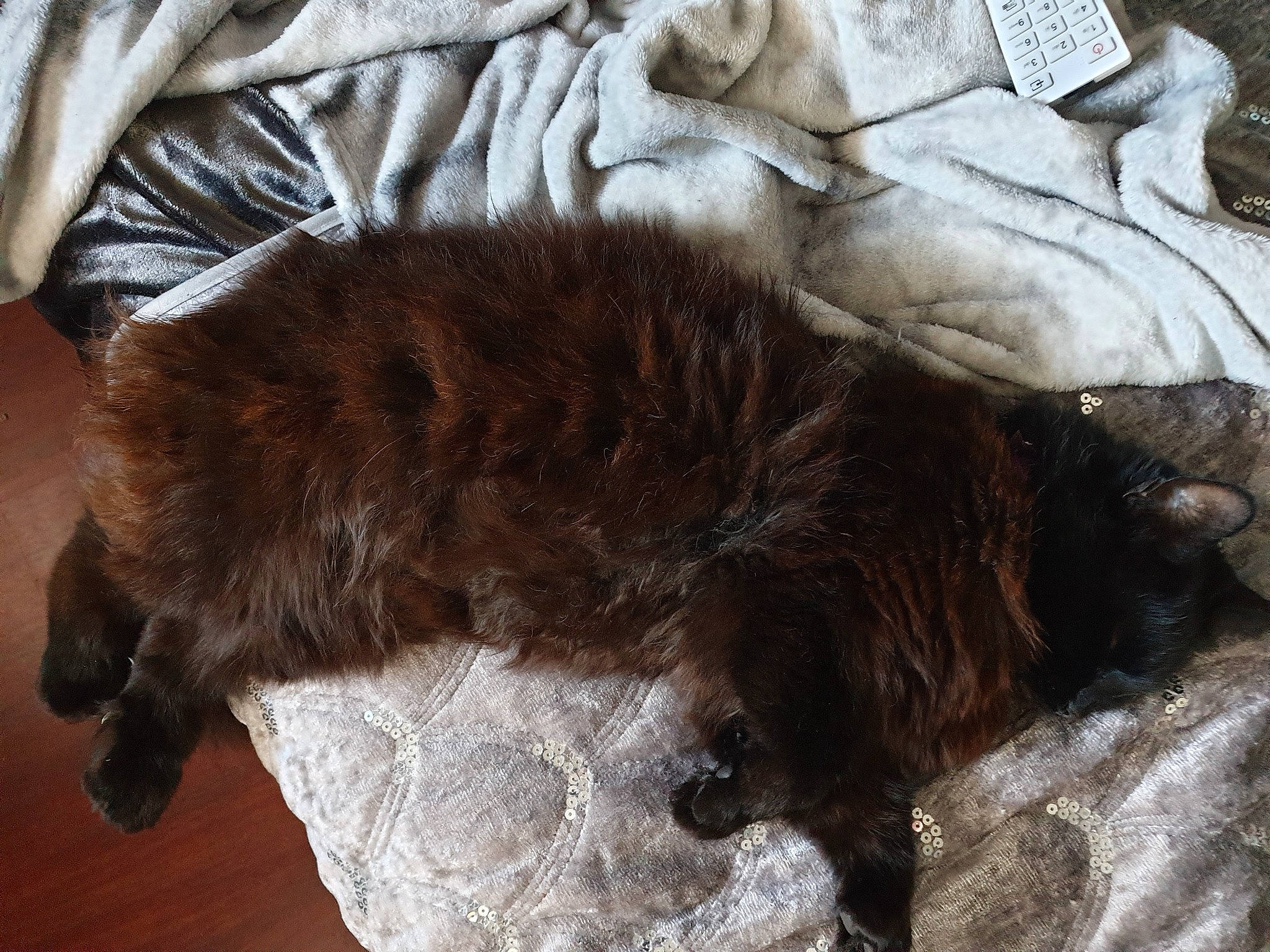 Polly joined the competition — help win amazing prizes! brown, carnivore, cat, claw, comfort, dog_breed, felidae, flooring, fur, hardwood, liver, nap, natural_material, small_to_medium_sized_cats, sporting_group, tail, terrestrial_animal, whiskers, wood