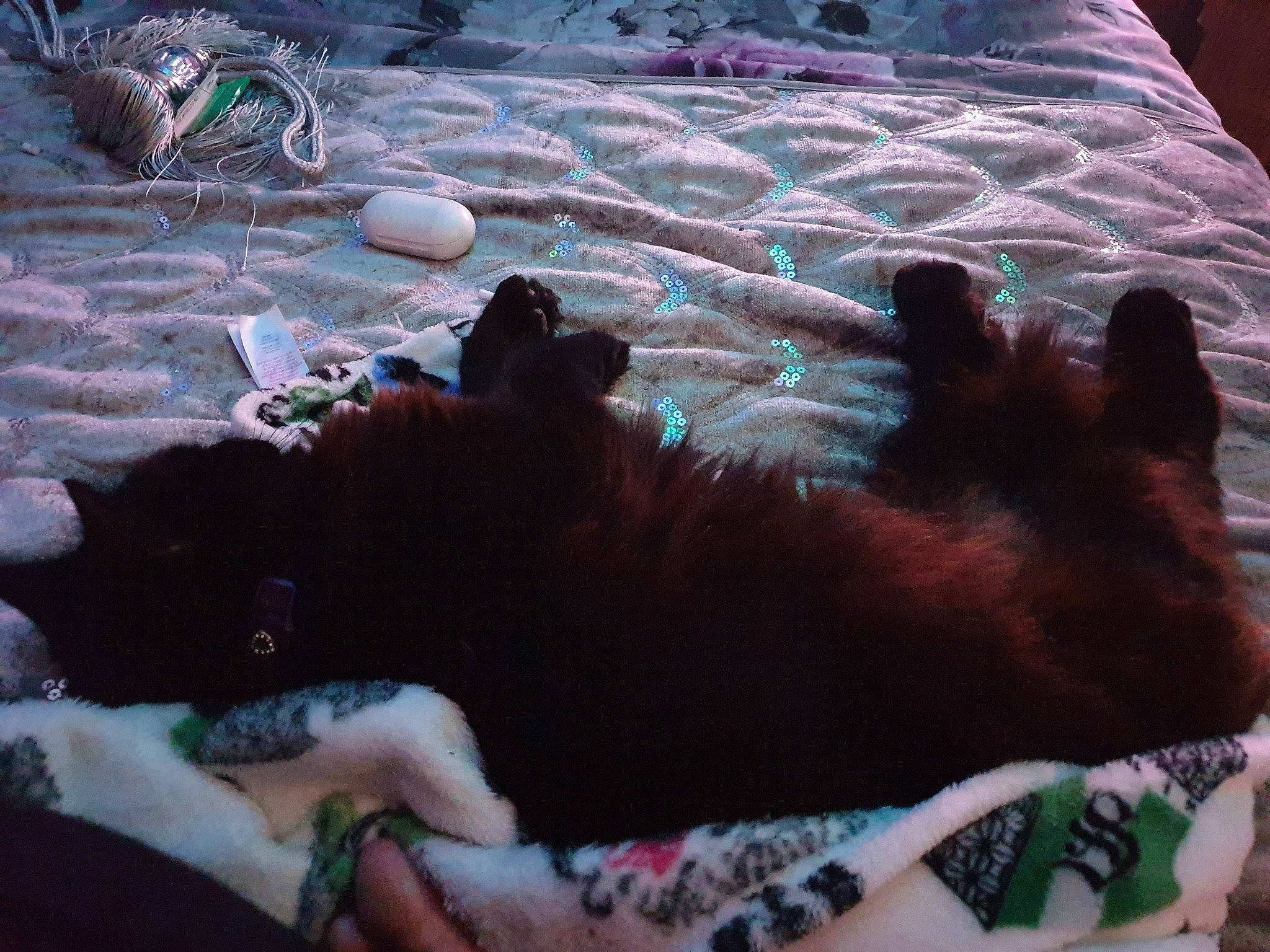 Polly joined the competition — help win amazing prizes! bed, brown, canidae, carnivore, comfort, companion_dog, dog, dog_breed, fawn, felidae, flooring, fur, grass, linens, liver, nap, paw, small_to_medium_sized_cats, sporting_group, tail