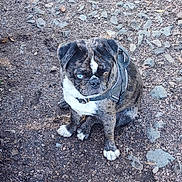 Vaati a rejoint le concours — aidez-le/la à gagner de superbes lots ! dog, brindle, heterochromia, blue_eye, brown_eye, harness, outdoor, rocky_ground, dirt_path, pet, sitting, canine, animal, fur, ears, paw, nature, daylight, alert, companion
