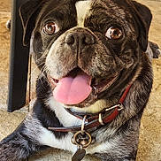 Vasco participe au concours pour gagner de l'argent avec cette photo : dog, pug, tongue_out, collar, pet, animal, close_up, brown_eyes, happy, laying_down, floor, fur, cute, domestic_animal, muzzle, whiskers, ears, nose, indoor, playful