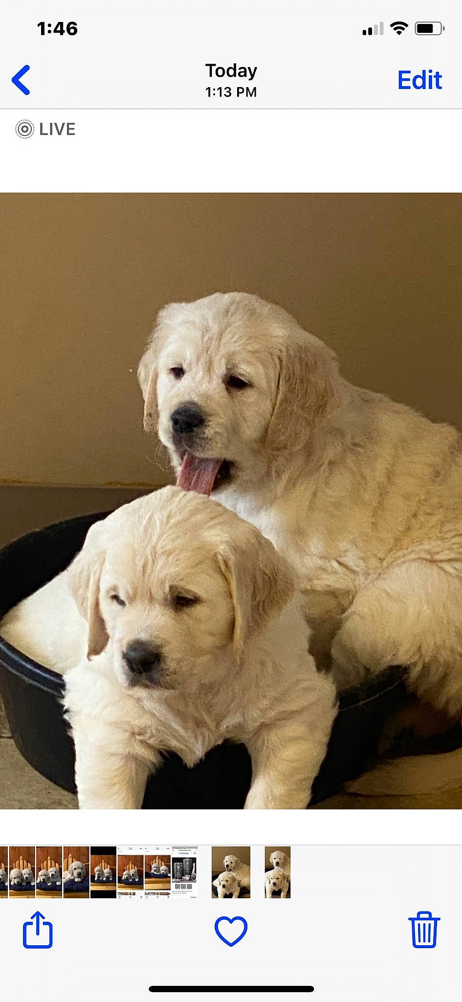 Finley joined the competition — help win amazing prizes! canidae, carnivore, companion_dog, dog, dog_breed, dog_supply, fawn, fur, non_sporting_group, puppy, rectangle, sporting_group, terrestrial_animal, toy_dog, working_animal