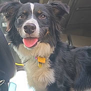 Cooper joined the competition — help win amazing prizes! dog, canine, pet, animal, tongue_out, black_and_white, fluffy, inside_vehicle, collar, tag, happy, ears_up, close_up, fur, muzzle, brown_eyes, sitting, companion, cute, alert