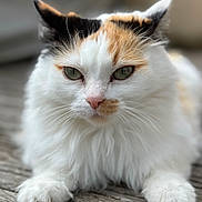 Rosalie participe au concours pour gagner de l'argent avec cette photo : cat, calico_cat, fluffy, green_eyes, close_up, pet, animal, fur, whiskers, paws, wooden_floor, outdoor, resting, cute, mammal, domestic_animal, feline, relaxed, portrait, soft