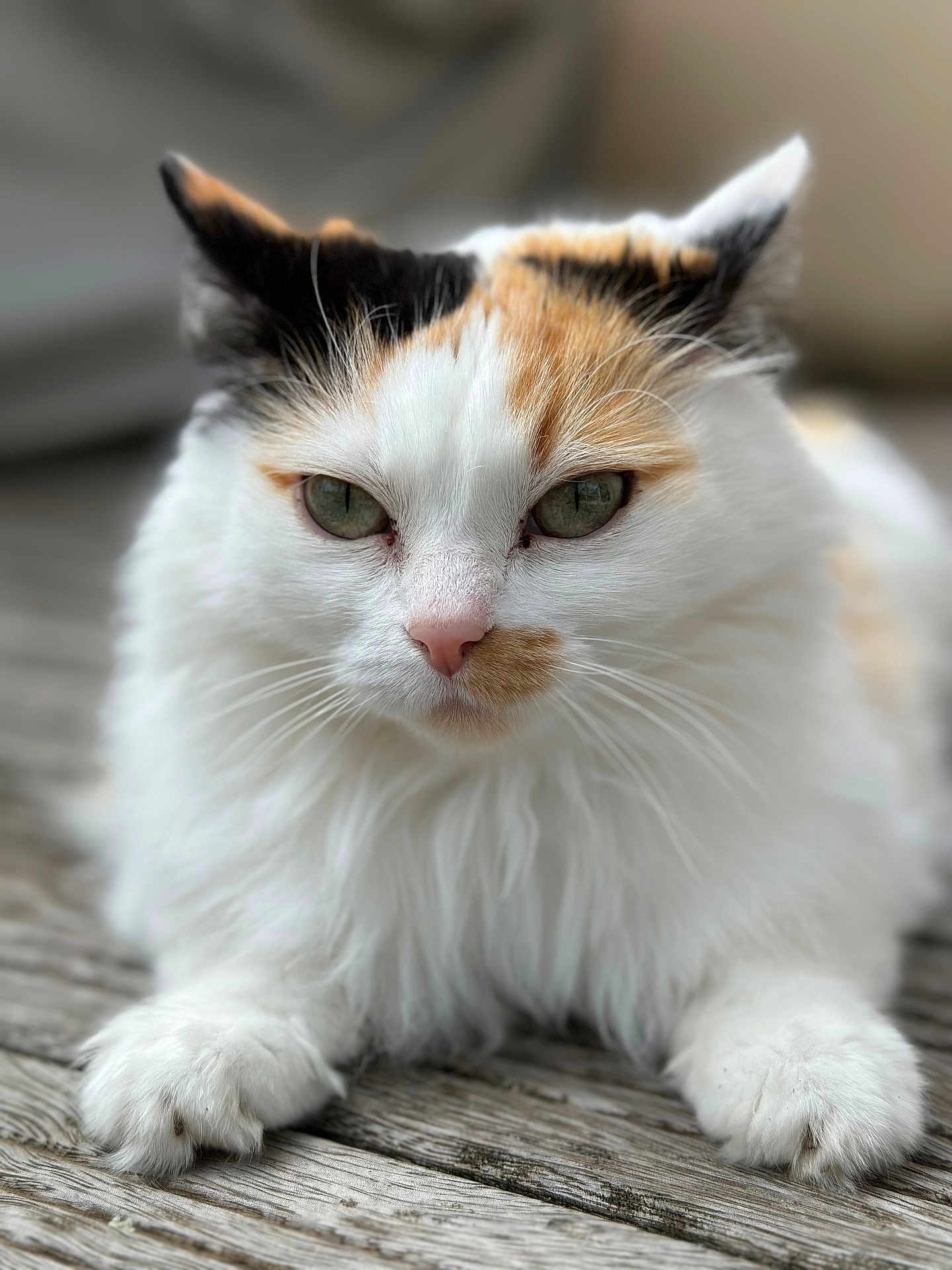 Rosalie